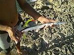 Ablennes hians - flat needlefish - caught in the Bay of Pigs - Cuba.jpg