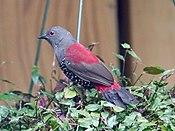 Bloedel Conservatory Bird (34984419890).jpg