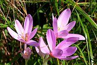 Colchicum autumnale ENBLA03.jpeg
