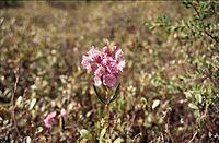 Kalmia polifolia 2-eheep (5097472651).jpg