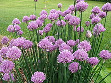 Allium schoenoprasum in NH 01.jpg
