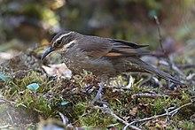 Cinclodes aricomae - Royal Cinclodes; Abra Malaga, Cuzco, Peru.jpg