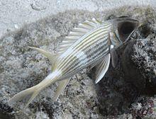 Holocentrus rufus.JPG