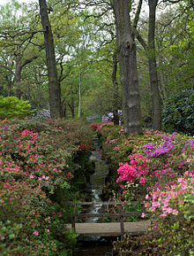 Isabella Plantation, Richmond Park, London - April 2011.jpg