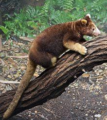 Matschies tree kangaroo Dendrolagus matschiei at Bronx Zoo 1 cropped.jpg