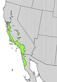 Platanus racemosa range map.jpg