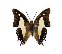 Polyura athamas attalus MHNT dos.jpg