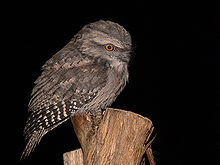 Tawny frogmouth wholebody444.jpg
