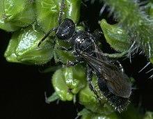 Tiphia P1280627a.jpg