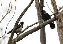 Western Jackdaw and Daurian Jackdaw.jpg