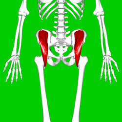Iliacus muscle06.png