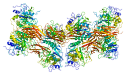 Protein FURIN PDB 1p8j.png