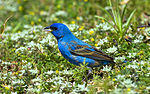 Blue Grosbeak (1).jpg