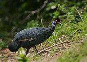 Flickr - Rainbirder - Crested Guineafowl (Guttera pucherani pucherani).jpg