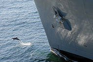 US Navy 080213-N-7179R-001 A porpoise plays off the bow of the dry cargo-ammunition ship USNS Sacagawea (T-AKE 2).jpg