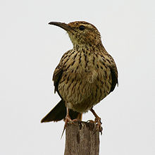 Agulhas Long-billed Lark (Certhilauda brevirostris) perched.jpg
