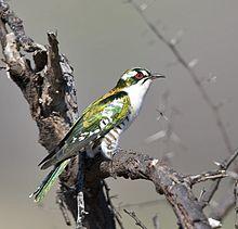 Chrysococcyx caprius, a, Johann Grobbelaar.jpg