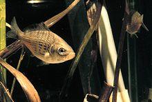 Cymatogaster aggregata.jpg