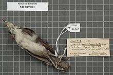 Naturalis Biodiversity Center - RMNH.AVES.136548 1 - Pomarea dimidiata (Hartlaub & Finsch, 1871) - Monarchidae - bird skin specimen.jpeg