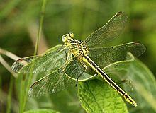 Notogomphus praetorius.jpg