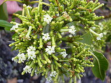 Starr 030628-0122 Rauvolfia sandwicensis.jpg