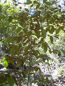 Starr 040812-0065 Chrysophyllum oliviforme.jpg
