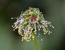 Wiesenknopf Blüte 6260037-PSD-PSD.jpg