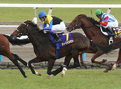 Deep Impact(horse) 20051023 3.jpg