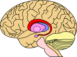 Caudate nucleus.svg