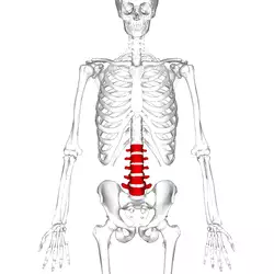 Lumbar vertebrae anterior.png