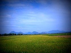 Paddy fields, Kalasipadu