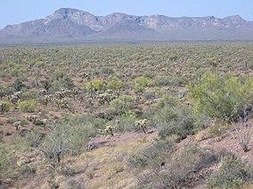 Organ Pipe Nat'l Monument - panoramio.jpg