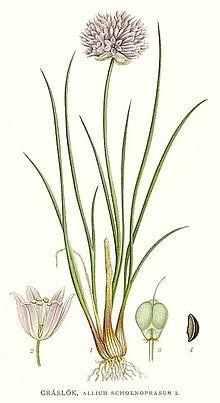 386 Allium schoenoprasum.jpg