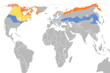 Calcarius lapponicus map.svg