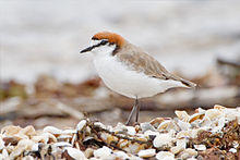 Charadrius ruficapillus Breeding Plumage.jpg