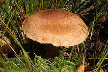 Cortinarius.armillatus3.-.lindsey.jpg