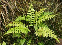 Cystopteris fragilis kz1.jpg