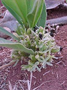 Flowering poison leaf.jpg