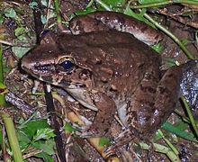 Limnon macrod 050303 062 pncw.jpg