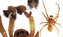 Megadictyna thilenii male.jpg