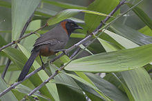 Rufous-necked Laughingthrush Mahananda Wildlife Sanctuary West Bengal India 06.11.2015.jpg