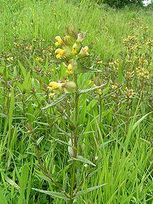 Yellow-rattle 700.jpg