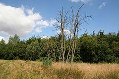 Minting Wood - geograph.org.uk - 520260.jpg