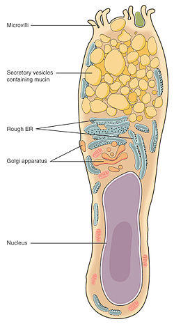 404 Goblet Cell new.jpg