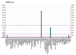 PBB GE SERPINB2 204614 at fs.png
