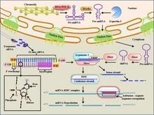 SiRNA mechanism.pdf