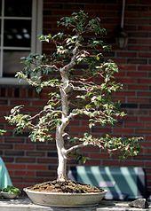 Jaboticaba bonsai, June 7, 2008.jpg