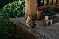 American robin (juvenile) in Ontario