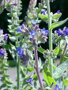 Anchusa officinalis1.jpg