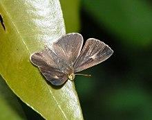 Apefly Spalgis epius (4049108508).jpg